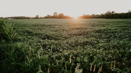 Combustible, clima y conectividad: Lo que de verdad define al agro boliviano hoy