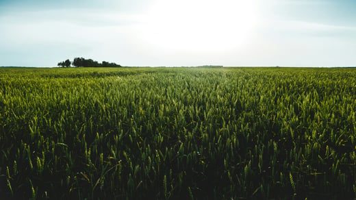 Por que o software de agricultura de precisão apresenta falhas