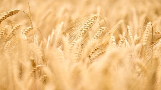 La digitalización en la producción de cebada: transformando datos de campo en KPIs de rentabilidad
