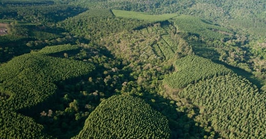 Integración operativa y control financiero del activo forestal