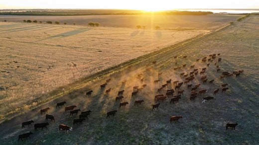 Gestão Pecuária Inteligente: rastreabilidade e integração com ERP da Agrobit