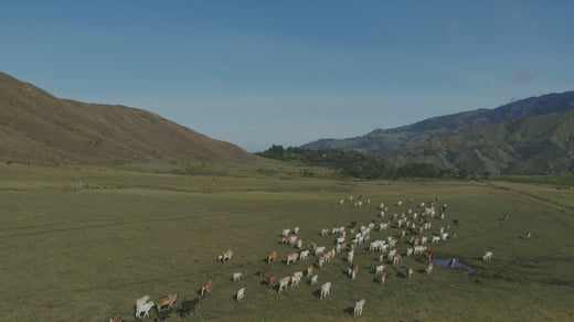 Rentabilidade da pecuária: como protegê-la