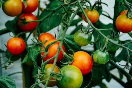 Digitalización agrícola en LATAM: el tomate mexicano como caso específico