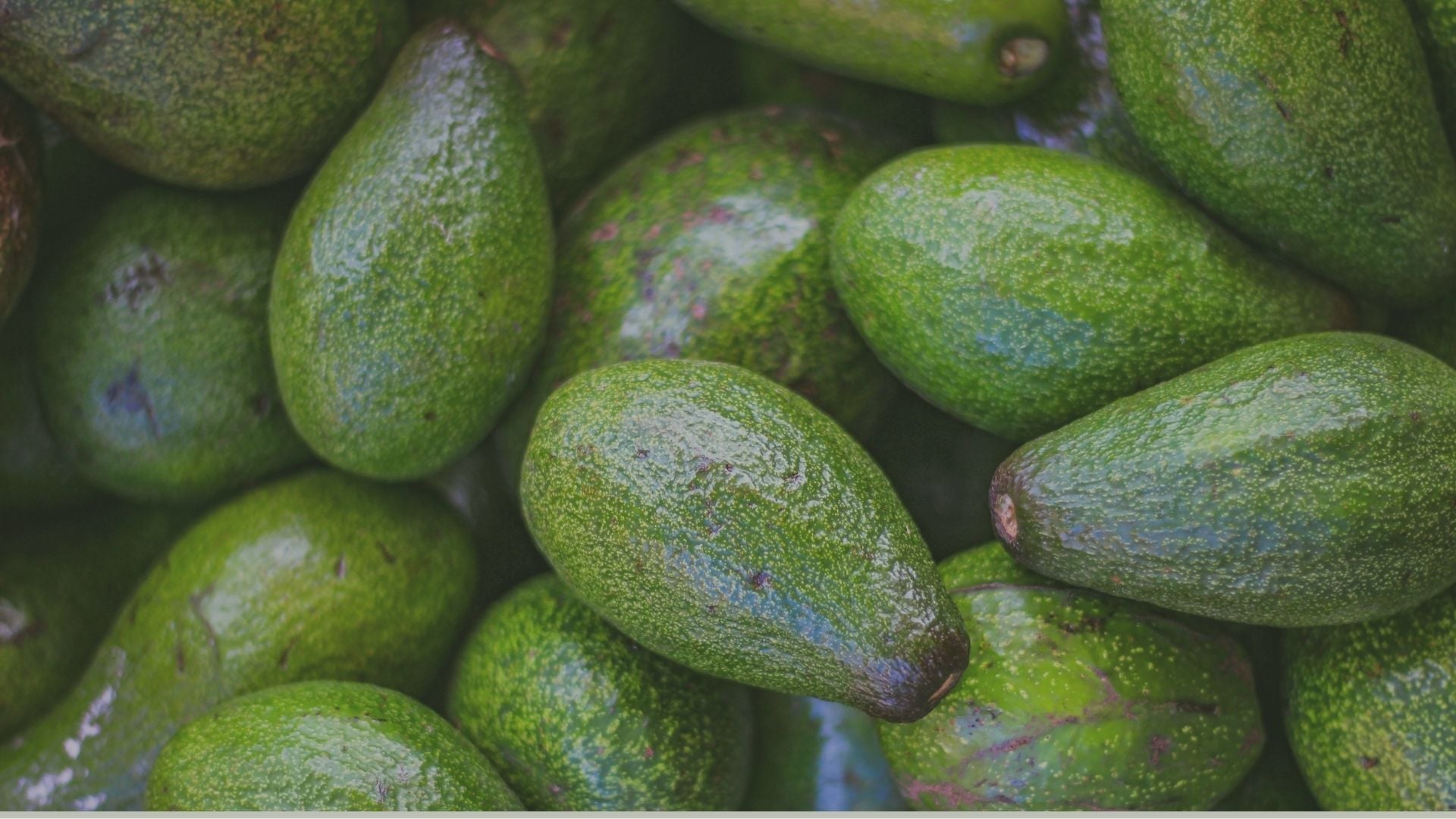 Palta