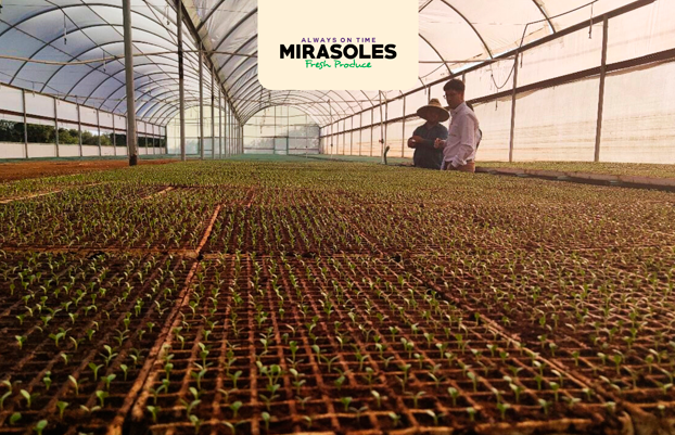 Mirasoles